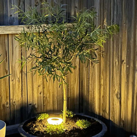 Garden Lights | Solar-Powered LED Pathway Lights with Weatherproof Design | Durable Lighting for Year-Round Use 0